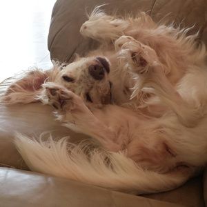 Meet your Posher, Gambit